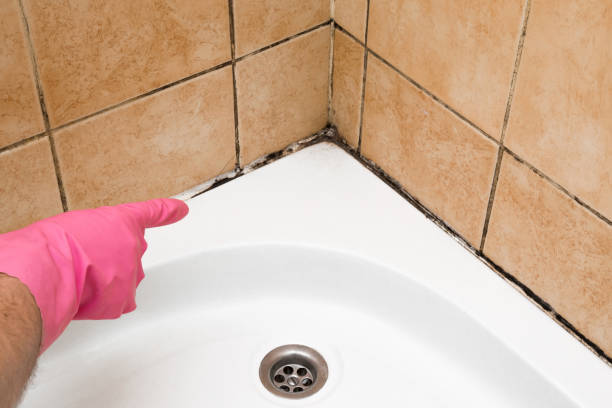 Best Mold Testing  in Kasson, MN